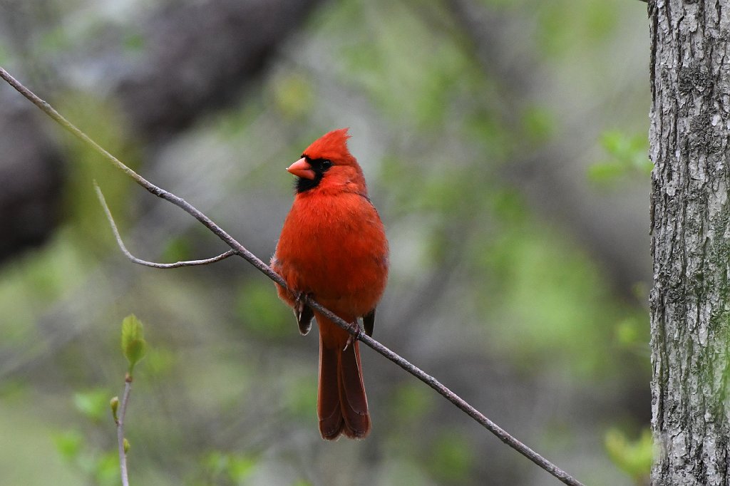 Cardinal, Northern, 2018-05173718  Parker River NWR, MA.JPG - Northern ardinal. Parker River Wildlife Sanctuary, MA, 5-17-2018